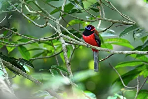 Trogoniformes Prints: Diard's trogon (Harpactes diardii) male