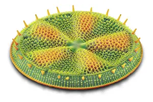 White Background Prints: Diatom (Actinoptychus heliopelta)