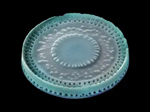 False Coloured Prints: Diatom (Paralia sulcata var. biseriata f)