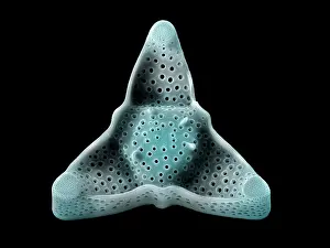 False Coloured Prints: Diatom (Triceratium archangelskianum)