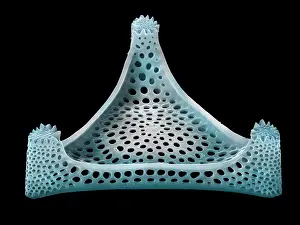 Cryptic Prints: Diatom (Triceratium heibergii)