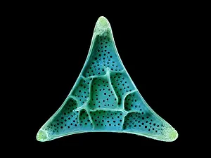False Coloured Prints: Diatom (Triceratium sentum). The silica skeleton of a diatom includes a pair of valve sections
