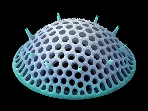 Black Background Prints: Diatom valve (Stephanopyxis grunowii)