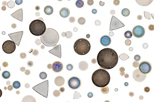 White Background Prints: Diatoms isolated from North Sea mud