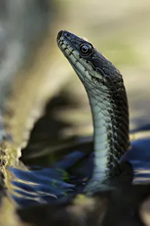 Christian Ziegler Prints: Dice snake (Natrix tesselata) hunting for little fish and tadpoles in a lake, Patras area