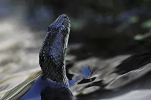Dice snake (Natrix tesselata) hunting for small fish and tadpoles in a lake, Patras area