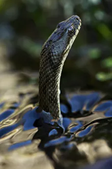 Christian Ziegler Prints: Dice snake (Natrix tesselata) hunting for small fish and tadpoles in a lake, Patras area