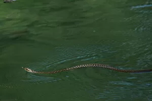 Dice snake (Natrix tesselata) swimming while hunting for little fish and tadpoles in a lake