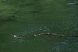 Lakes Prints: Dice snake (Natrix tesselata) swimming while hunting for little fish and tadpoles in a lake