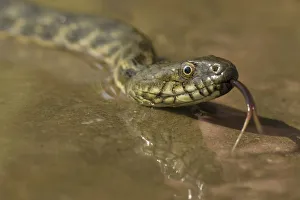 Tongues Prints: Dice snake (Natrix tessellata) near water, Bulgaria, May 2008