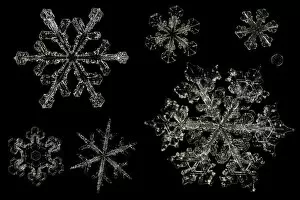 Black Background Gallery: Different Snowflakes showing range in size and pattern, magnified under microscope