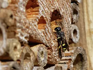 Wasp Prints: Digger wasp (Ectemnius sp.) inspecting a potential nest site in an insect hotel in a garden
