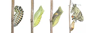 Adult Gallery: Digital composite of Swallowtail butterfly (Papilio machaon) caterpillar, pupa