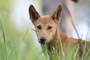Wolf Prints: Dingo (Canis lupus dingo) female standing in savannah woodland