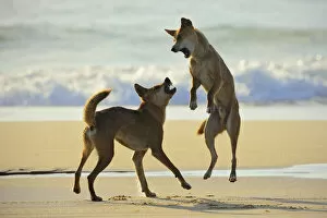 Wave Gallery: Dingo (Canis lupus dingo) fighting on a beach. Fraser Island UNESCO World Heritage Site