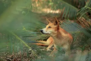 Wolf Prints: Dingo (Canis lupus dingo) resting in palm grove, Fraser Island, Queensland, Australia
