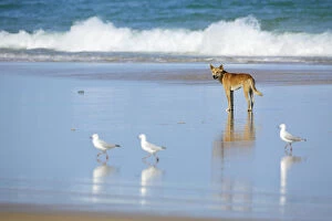 Dingo (Canis lupus dingo) with Silver Gull (Larus navaehollandiae) on beach, Fraser