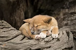 June 2021 Highlights Gallery: Dingo puppy (Canis lupus dingo), asleep on an old tree trunk