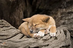 Dingo puppy (Canis lupus dingo), asleep on an old tree trunk Dingo puppy (Canis lupus dingo), asleep on an old tree trunk