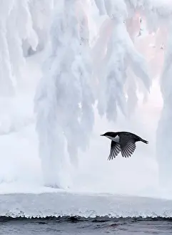 Dipper Prints: Dipper (Cinclus cinclus) in flight over water with snow-covered tree behind