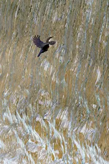 Dipper Prints: Dipper (Cinclus cinclus) flying through waterfall, Bavaria, Germany. May