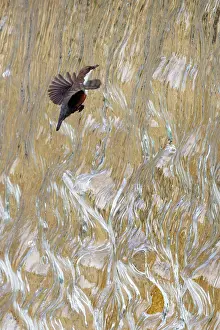 Dipper Prints: Dipper (Cinclus cinclus) flying through waterfall, Bavarian Alps, Germany. May
