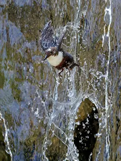Waterfall Prints: Dipper (Cinclus cinclus) flying through waterfall, Alps, Bavaria, Germany. May