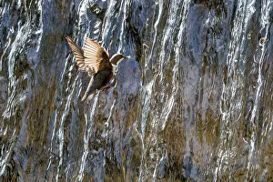 Waterfall Prints: Dipper (Cinclus cinclus) flying into waterfall with insect prey in beak