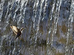 Waterfall Prints: Dipper (Cinclus cinclus) flying into waterfall with insect prey in beak