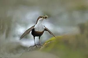 Images Dated 4th May 2010: Dipper (Cinclus cinclus) with food for young, Brecon Beacons NP, Wales, UK, May