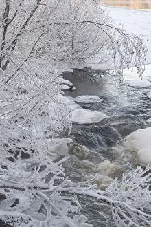 Cold Weather Prints: Dipper (Cinclus cinclus) perched on ice on frosty river bank, Finland, January
