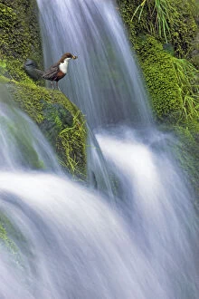 Dipper (Cinclus cinclus) perched on moss-covered waterfall, Peak District NP, Derbyshire