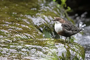 Derbyshire Prints: Dipper (Cinclus cinclus) perched on rock in stream
