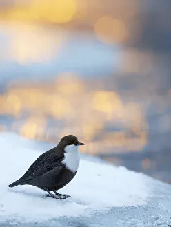 Images Dated 15th December 2019: Dipper (Cinclus cinclus) perched on snowy riverbank with sunrise light, Kuusamo, Finland