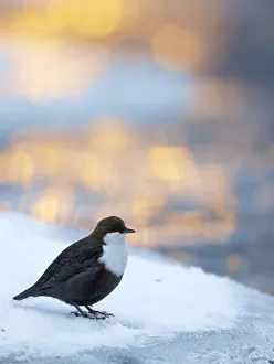 2020 Christmas Highlights Prints: Dipper (Cinclus cinclus) perched on snowy riverbank with sunrise light, Kuusamo, Finland
