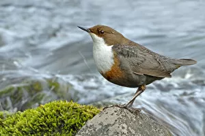 2020VISION 1 Gallery: Dipper (Cinclus cinclus) portrait, standing on exposed stone in fast flowing river