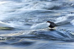 2020 March Highlights Collection: Dipper (Cinclus cinclus) in river, Finland, March