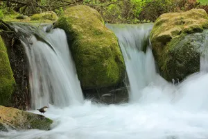 Dipper (Cinclus cinclus) in river habitat, with waterfalls