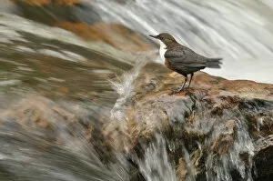 Images Dated 17th May 2011: Dipper (Cinclus cinclus) on rock in stream. Perthshire, Scotland, May