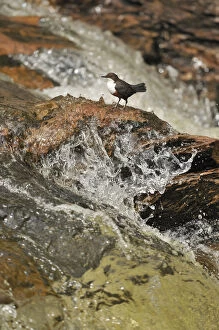 Images Dated 17th May 2011: Dipper (Cinclus cinclus) on rock in stream. Perthshire, Scotland, May
