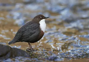 Images Dated 1st February 2012: Dipper (Cinclus cinclus) standing in stream, Clwyd, Wales, UK, February