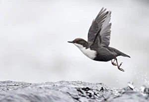 2018 August Highlights Collection: Dipper (Cinclus cinclus) taking off from water, Kuusamo, Finland, January