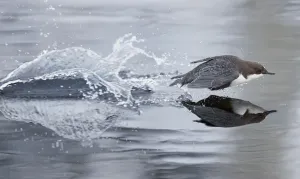 Dipper (Cinclus cinclus) taking off from water, Kuusamo, Finland, February Dipper (Cinclus cinclus) taking off from water, Kuusamo, Finland, February