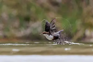 Taking Off Prints: Dipper (Cinclus cinclus) taking off from water with prey in its beak