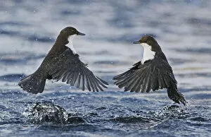 Images Dated 6th January 2022: Dippers (Cinclus cinclus) fighting over feeding territory, Kuusamo, Finland, February