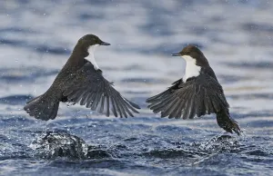 Dipper Prints: Dippers (Cinclus cinclus) fighting over feeding territory, Kuusamo, Finland, February