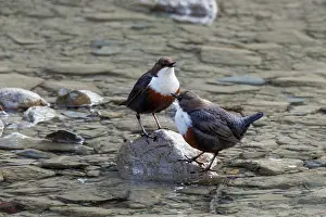 Dipper Prints: Dippers (Cinclus cinclus) pair, standing in stream, Upper Bavaria, Germany. April