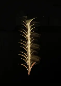Dipterocarp seed (Shorea sp.) spiralling downwards. Controlled flash + LED lighting