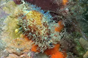 Caenogastropoda Prints: Dirty cowry (Erosaria spurca) camouflaged by spreading a mantle with highly branched protuberances over its shell