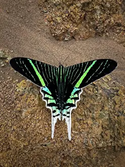 Lepidoptera Prints: Diurnal moth (Urania leilus) resting on the bank of the Madre de Dios River